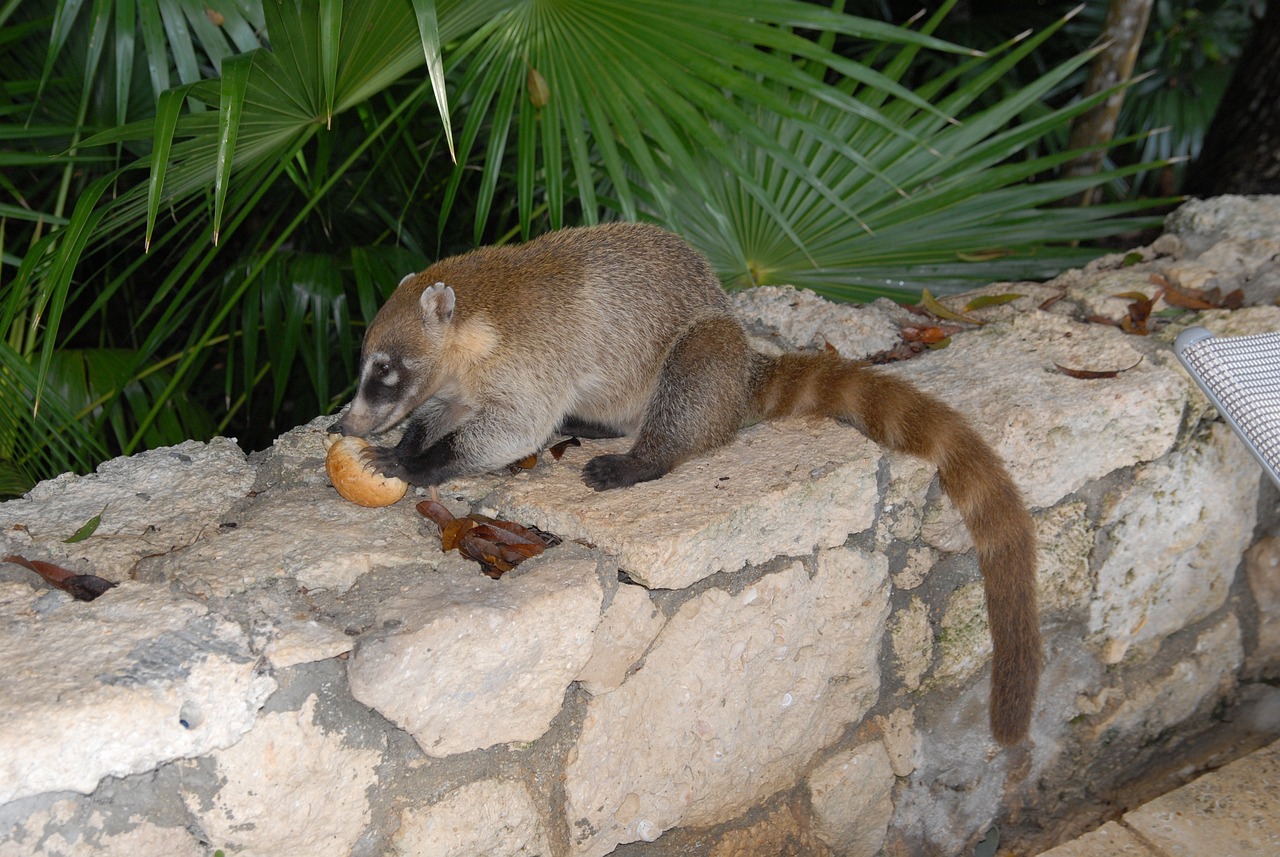 全球共同应对挑战与希望之光,最新疫情来宾动态更新